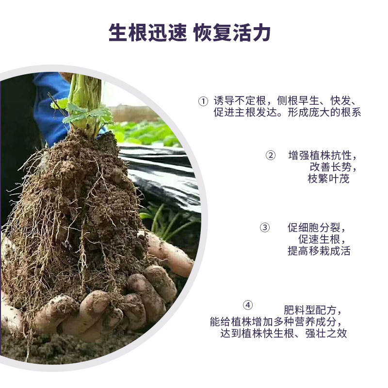 快速生根粉树木生根剂植物果树苗木移栽种植生根水壮苗剂发根剂 - 图1