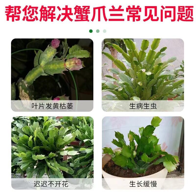 蟹爪兰专用营养液专用肥植物液体肥花肥增肥增绿促开花肥料通用,淘宝优惠券,粉丝福利购,淘宝优惠卷