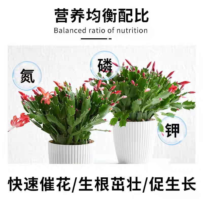 蟹爪兰专用营养液专用肥植物液体肥花肥增肥增绿促开花肥料通用,淘宝优惠券,粉丝福利购,淘宝优惠卷