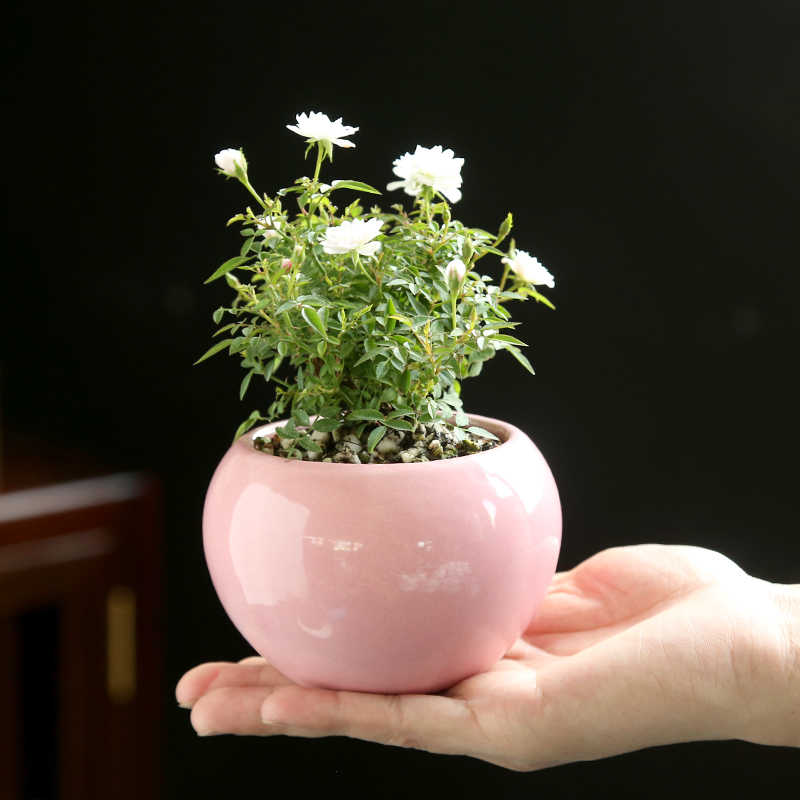 江戸時代 古瀬戸片口鉢14 5cm花入 シダ植物生育 ミニ盆栽 小盆栽花器 松 瀬戸焼花入 花入 花器 花道 茶道 華道 雨漏手 黄瀬戸 上質で快適 黄瀬戸 江戸時代 古瀬戸片口鉢14 5cm花入 シダ植物生育 ミニ盆栽 小盆栽花器 松 瀬戸焼花入 花入 花器 花道 茶道 華道 雨漏手 黄瀬戸 上質で快適 黄瀬戸