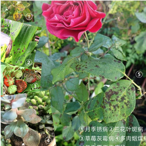 中迅 PD20093003 杀菌剂 XK13-003-01243 江西农化有限公司 - 图2
