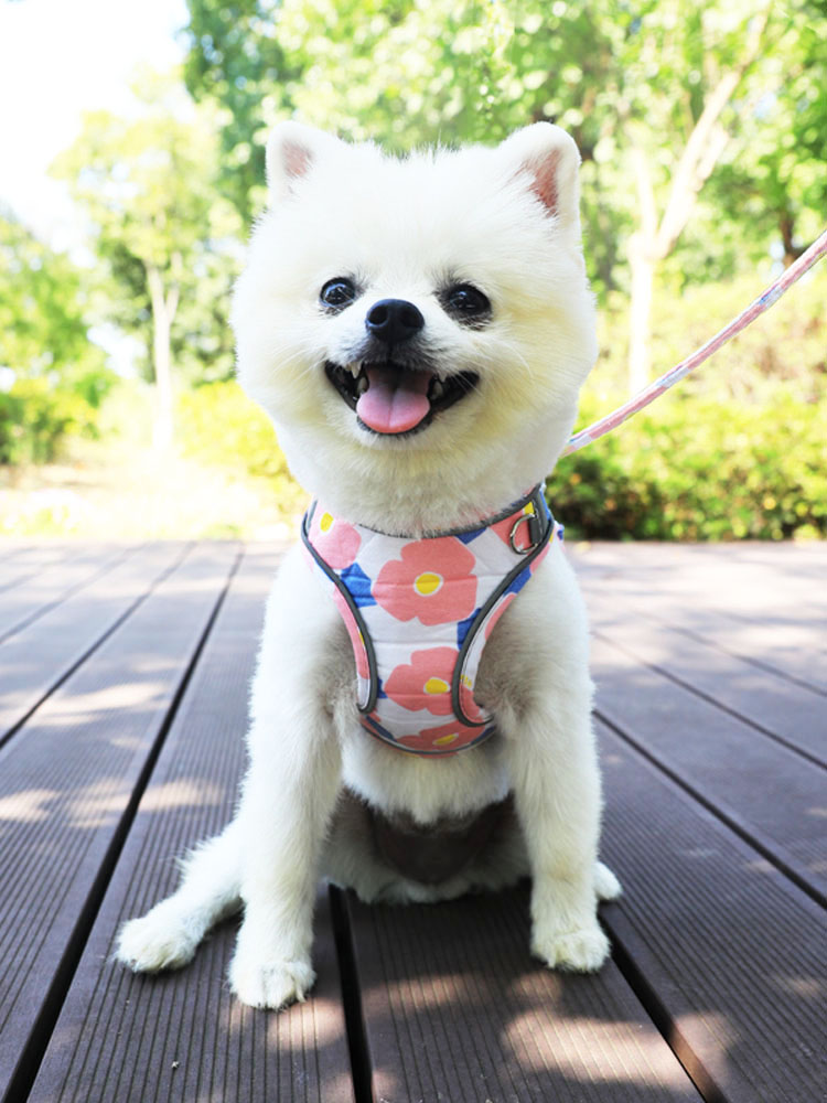 花卉系列猫咪牵引绳猫绳小型犬遛猫绳遛狗胸背带背心式狗狗牵引绳 - 图1