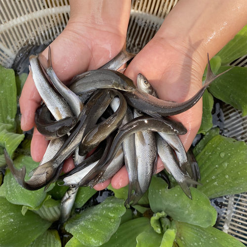 银鳕鱼苗淡水养殖食用大鳞鲃鱼苗鳕鱼苗活鱼苗养殖观赏银雪活鱼苗 - 图0