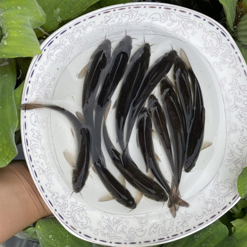 银鳕鱼苗淡水养殖食用大鳞鲃鱼苗鳕鱼苗活鱼苗养殖观赏银雪活鱼苗 - 图2