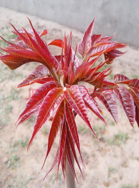 香椿树苖红油香椿苗绿油香椿苗盆栽地栽南方北方种植食用香椿树苗