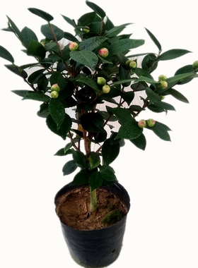 山茶花盆栽 茶花花苗 四季常青树苗庭院植物耐寒花卉盆栽室内阳台