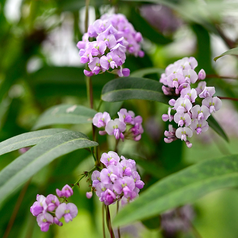 花园鳗哈登柏豆舞姬澳洲小紫藤四季常绿耐热爬藤花卉多年生珊瑚豆,淘宝优惠券,粉丝福利购,淘宝优惠卷