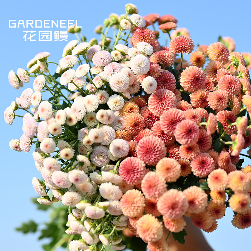 花园鳗三文鱼银色光辉珠玉之卵迷你地被小雏菊多年生耐寒花卉盆栽,淘宝优惠券,粉丝福利购,淘宝优惠卷