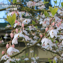 Pink Tops Jam of Pear Shabbos Garden Aromatic Nectar plant Potted tree seedlings Multi-year raw Courtyard Jo Wood