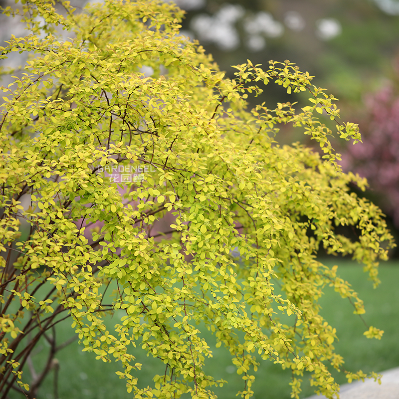 【绣线菊】重瓣喷雪花笑靥花黄金喷泉花园鳗庭院灌木1加仑盆栽苗-图1