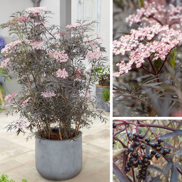 【接骨木】黑色蕾丝/麦当娜 庭院耐寒耐阴彩叶花灌木花园鳗盆栽苗,淘宝优惠券,粉丝福利购,淘宝优惠卷