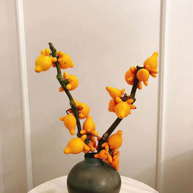 五代同堂黄金果鲜花云南基地直发五袋果福禄果五代果新鲜插花乳茄,淘宝优惠券,粉丝福利购,淘宝优惠卷