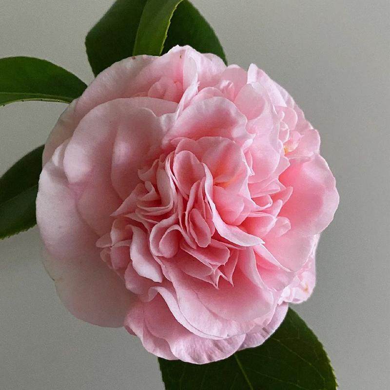 山茶花云南基地直发鲜切花办公室室内粉色水养插花节日礼物顺丰,淘宝优惠券,粉丝福利购,淘宝优惠卷