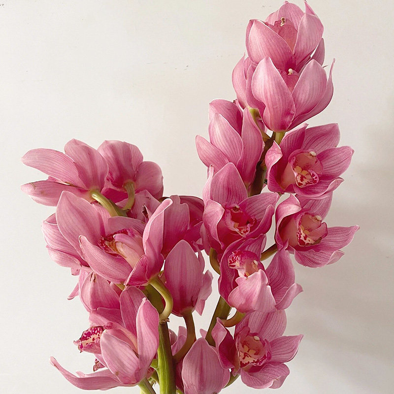 粉色大花蕙兰鲜花云南直发兰花大花惠兰鲜切花插花水培手捧花真花,淘宝优惠券,粉丝福利购,淘宝优惠卷