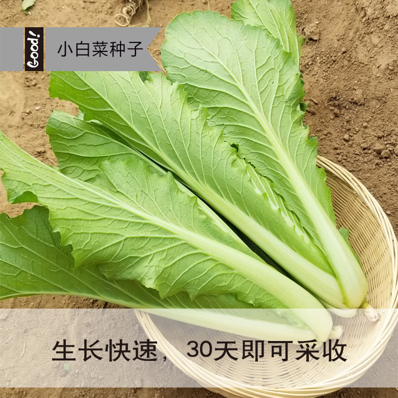 蔬菜种子四季播盆栽阳台庭院香菜辣椒番茄黄瓜豆角香甜瓜籽孑大全-图1