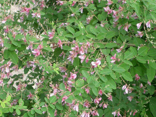 多花木兰灌木种子籽马夫哨子铁扫帚籽药材护坡固土草绿化草种孑 - 图1