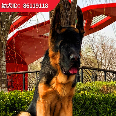北京柏林犬业纯种锤系德国牧羊幼犬崽黑背中狼狗护卫大头活体宠物 虎窝淘