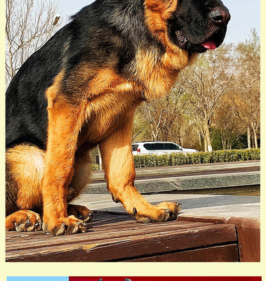 北京柏林犬业纯种锤系德国牧羊幼犬崽黑背中狼狗护卫大头活体宠物 虎窝淘