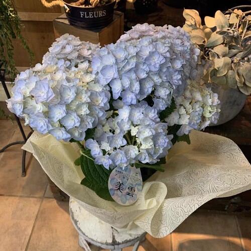 1.进口绣球花苗花卉盆栽植物彩色梦想卡伦细高跟惠子小姐4棵包邮 - 图1