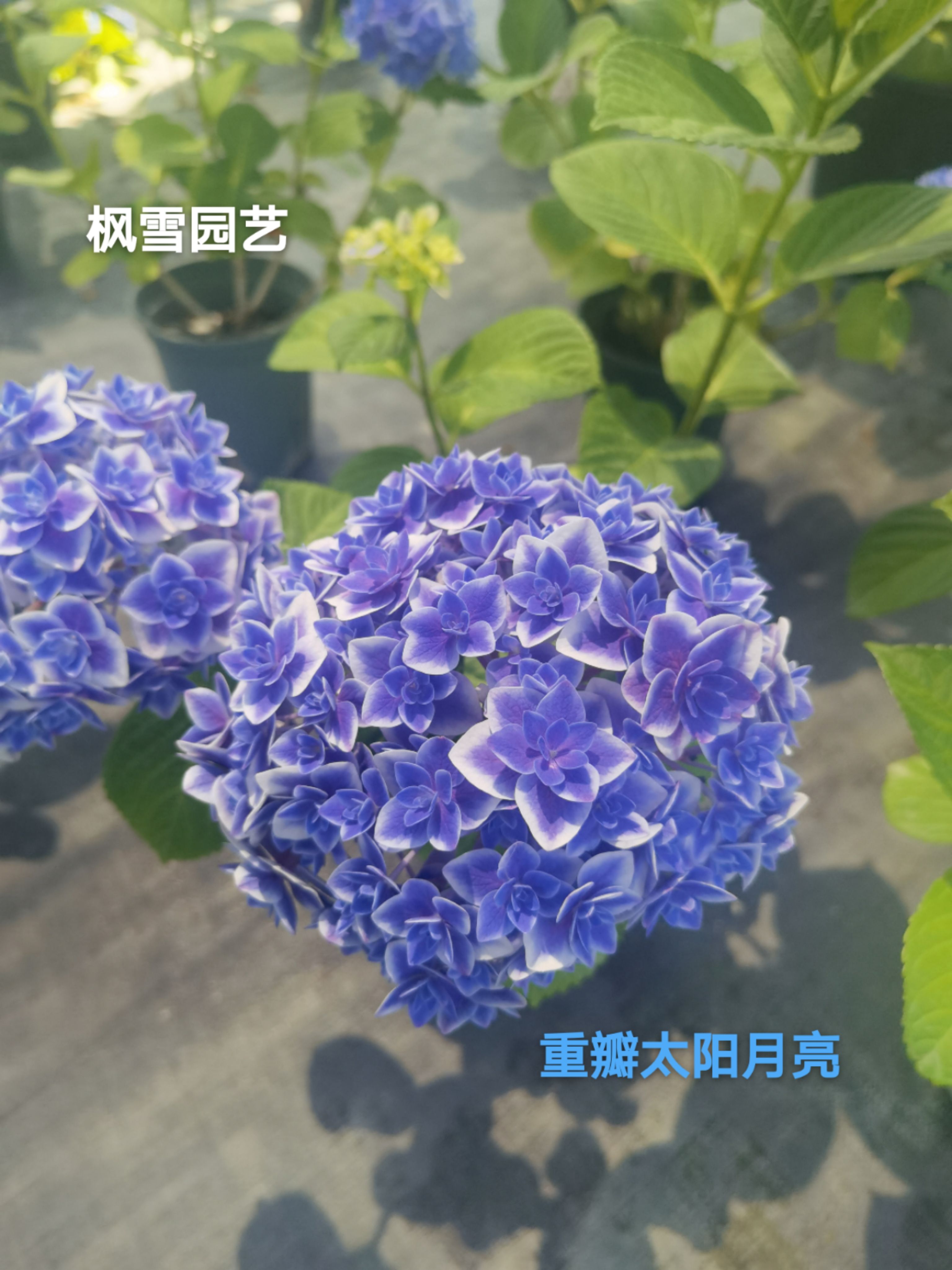 1.进口绣球花苗花卉盆栽植物女儿节彩色梦想细高跟恋物语4棵包邮-图2