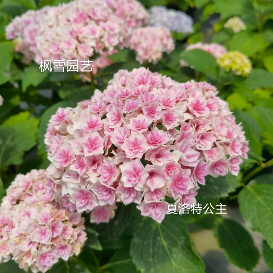 进口大花绣球花苗夏洛特公主庭院子露天盆栽花卉植物小苗加仑苗-图1