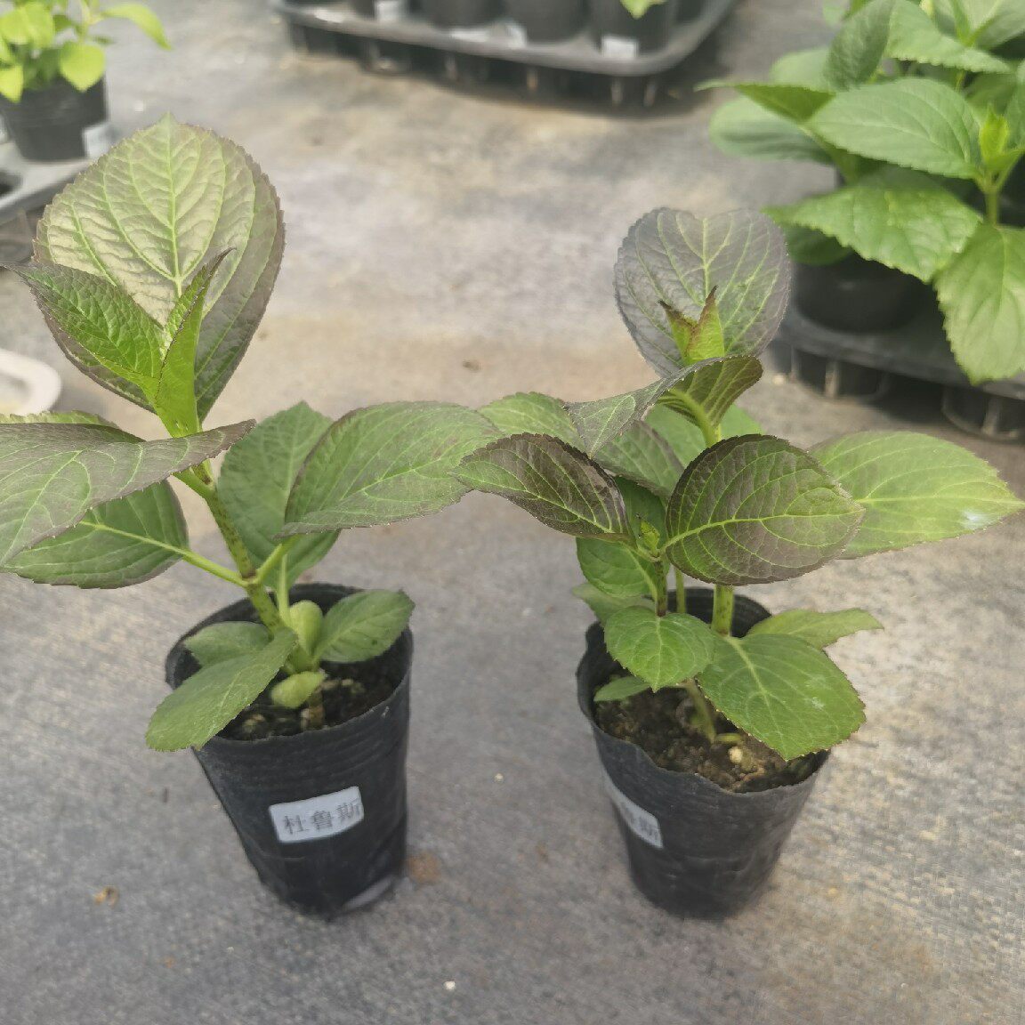 枫雪园艺 杜鲁斯 进口大花绣球新品花苗花卉扦插苗露台院子盆栽