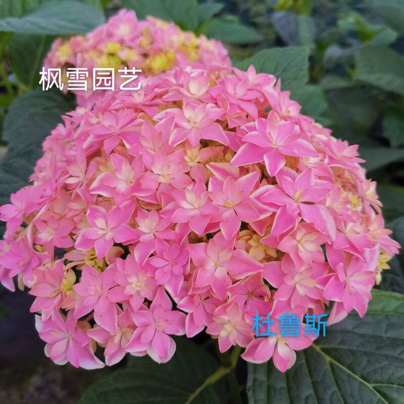 枫雪园艺 杜鲁斯 进口大花绣球新品花苗花卉扦插苗露台院子盆栽