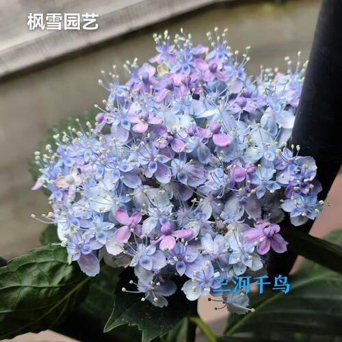 1.进口绣球花苗花卉盆栽植物彩色梦想卡伦细高跟惠子小姐4棵包邮 - 图0