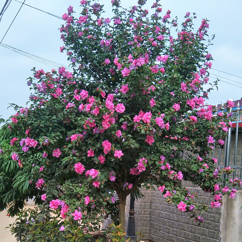 重瓣木槿花树苗四季开花蓝莓冰沙苗花卉盆栽耐寒植物阳台庭院种植 - 图0