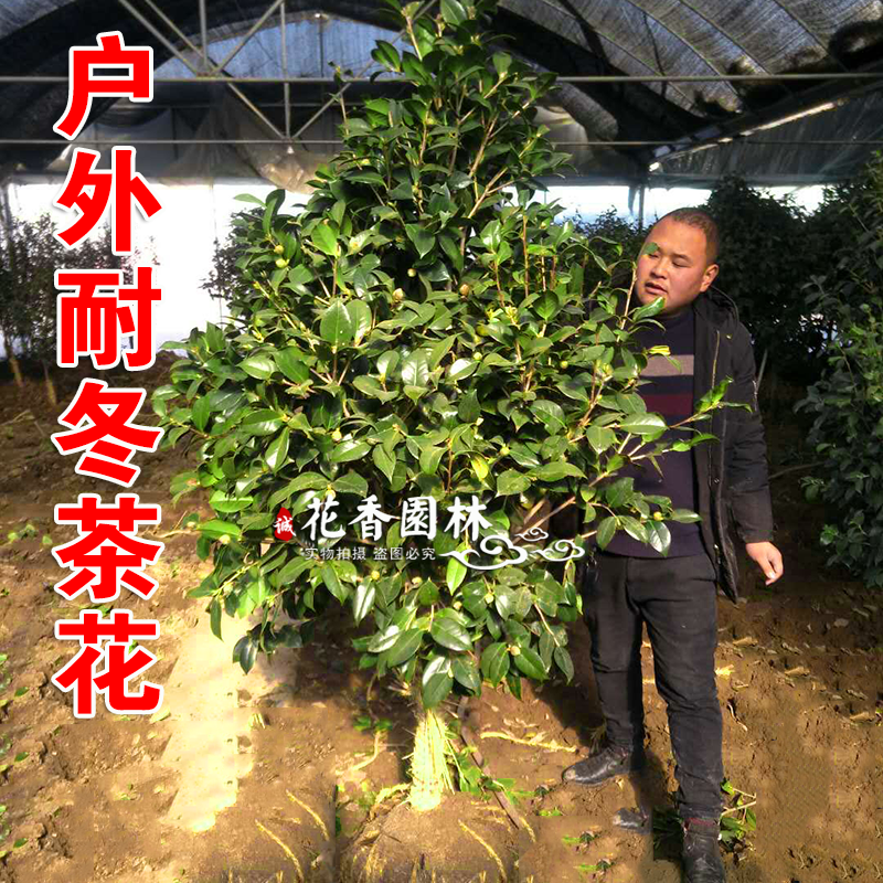 耐冬茶花苗庭院四季种植山茶花树苗带花苞室外客厅盆栽茶花苗包邮