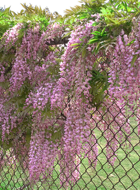 紫藤花树苗爬藤植物攀援花卉庭院围墙四季种植藤蔓紫萝藤花苗盆栽