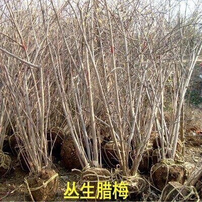 Clustered wintersweet saplings grafted onto old piles of potted lollipops