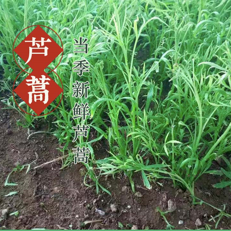 芦蒿 新鲜现摘3斤去叶当季藜蒿农家菜蔬菜新鲜黎蒿野菜泥蒿篱蒿菜 - 图1