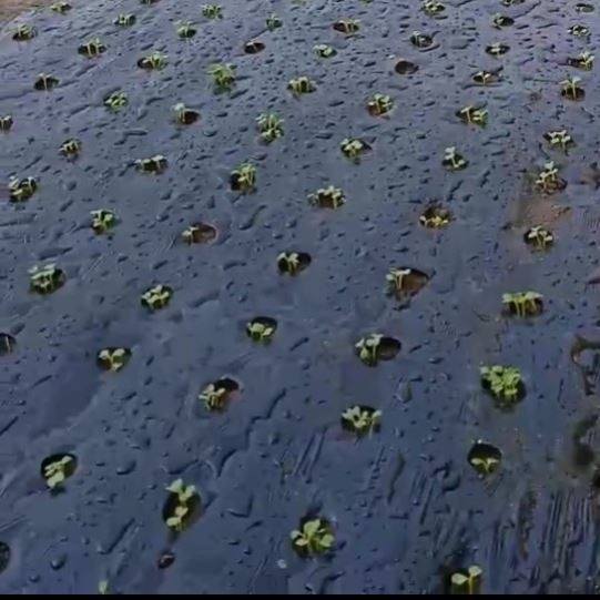 打孔地膜农用种植防草菜地玉米地开孔带孔薄膜黑膜银黑地膜免打孔,淘宝优惠券,粉丝福利购,淘宝优惠卷