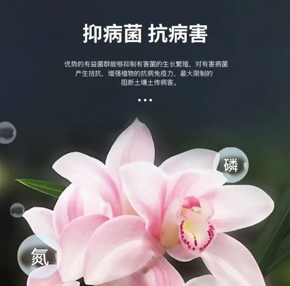 君德兰灵王兰花营养液兰花君子兰肥料生根催芽EM菌液微生物菌肥 - 图1