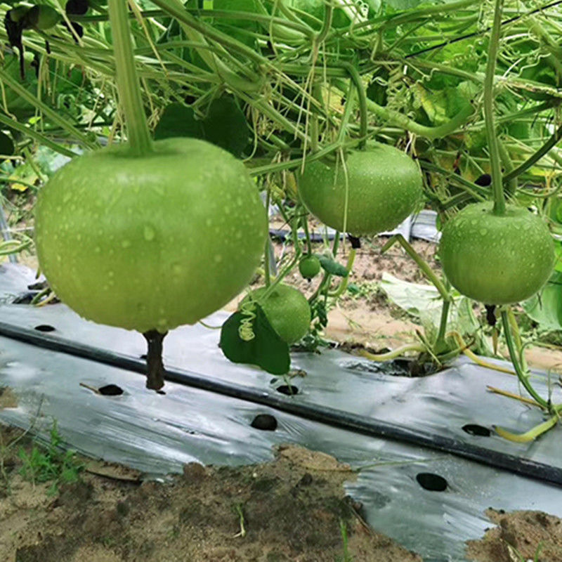 圆瓠子种子苹果瓠瓜高产早熟蒲瓜种籽食用菜葫芦春夏秋四季播蔬菜 - 图0