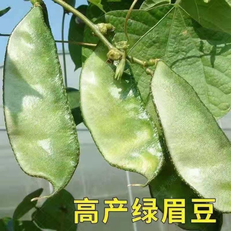 扁豆苗眉豆种子红眉豆紫边扁豆种苗豇豆四季豆角苗春季盆栽蔬菜苗