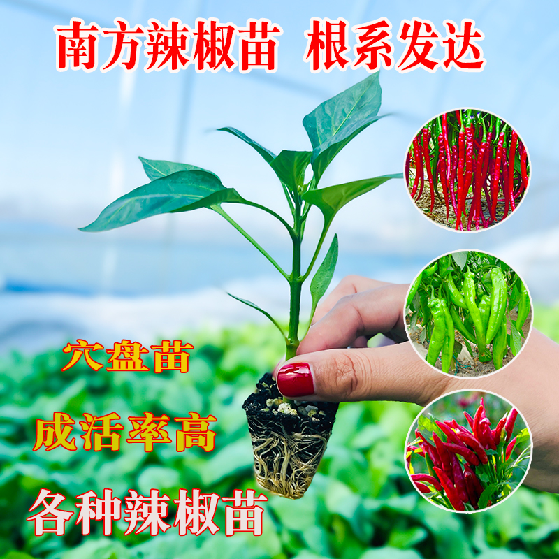 春季辣椒苗青椒种籽子螺丝椒蔬菜幼秧苗朝天椒番茄茄子四季盆栽苗 - 图1