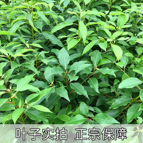 香樟树苗驱蚊虫绿化树小叶香樟苗四季常青地栽盆栽庭院别墅樟树苗 - 图1