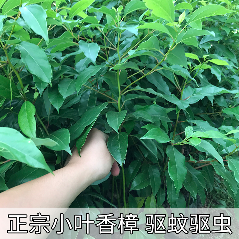 香樟树苗驱蚊虫绿化树小叶香樟苗四季常青地栽盆栽庭院别墅樟树苗-图0