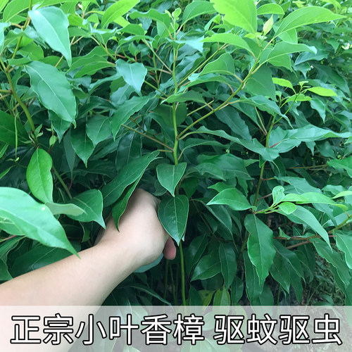 香樟树苗驱蚊虫绿化树小叶香樟苗四季常青地栽盆栽庭院别墅樟树苗 - 图0