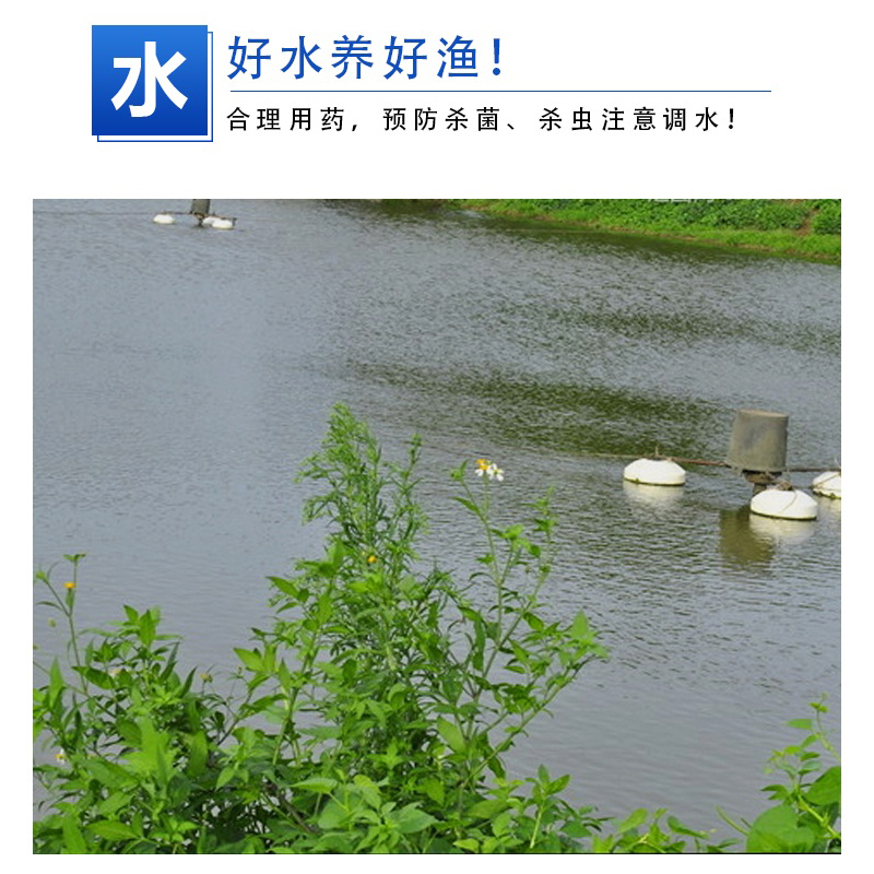 Dibasin fish tank aquarium koi breathing with single gill in the tank