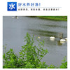 Dibasin fish tank aquarium koi breathing with single gill in the tank