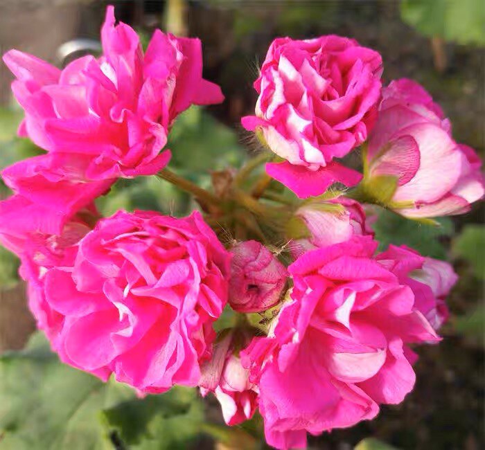 天竺葵 直立花苗 和谐劳拉 阳台庭院盆栽花卉 四季开花