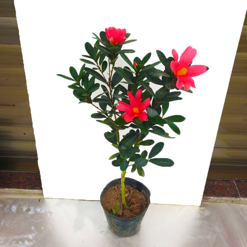 名贵稀有品种杜鹃红山茶盆栽树苗四季开花庭院绿植美化环境 包邮