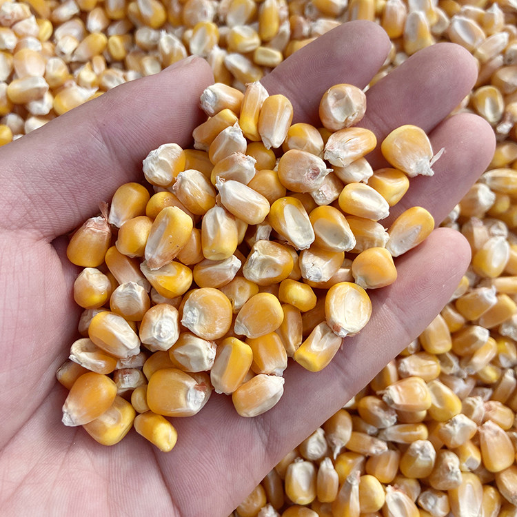 中粒玉米喂鸽子鸡鸭仓鼠小宠干玉米鸟饲料鸽粮食钓鱼打窝,淘宝优惠券,粉丝福利购,淘宝优惠卷