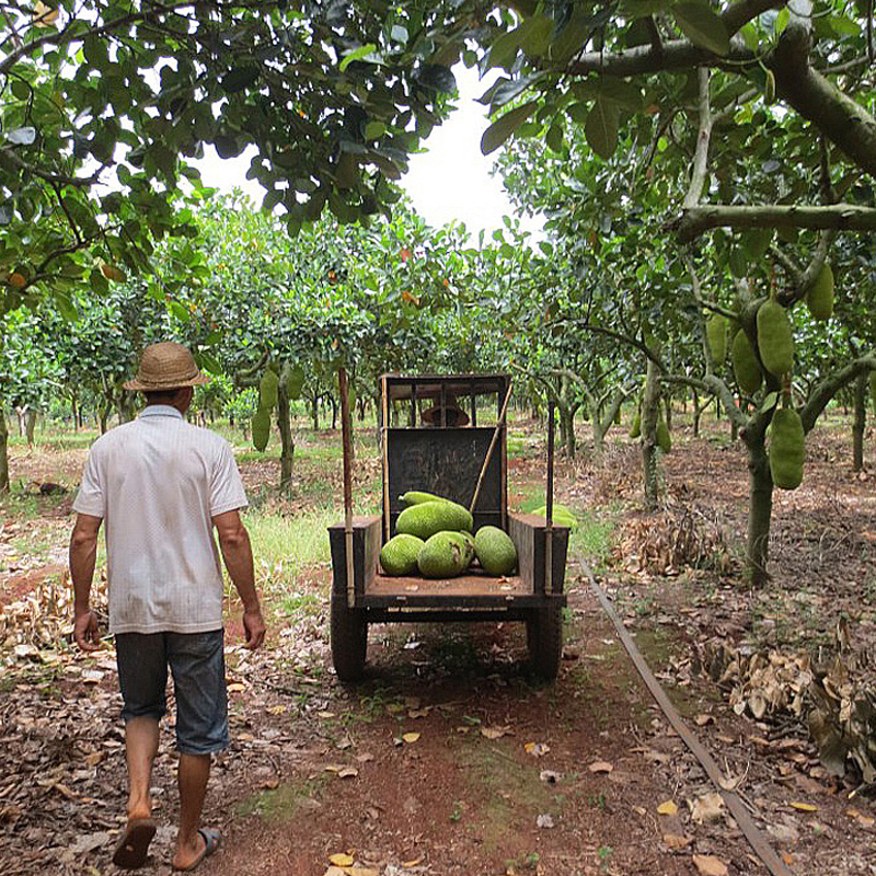 富鲜园海南菠萝蜜新鲜水果包邮当季热带一整个越南肉波罗蜜木菠萝特产红3