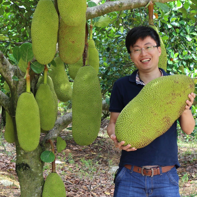 富鲜园海南菠萝蜜 新鲜水果包邮一整个 心肉当季红假榴莲三亚木波罗蜜密0