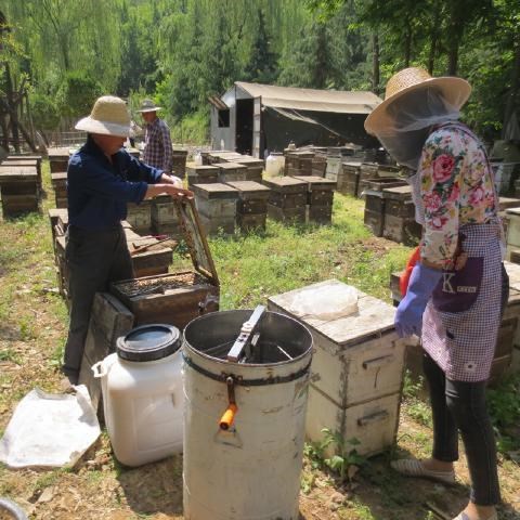 纯真土蜂蜜天然蜂农自产非野生原蜜结晶包邮纯正成熟洋槐蜜500g瓶 - 图2