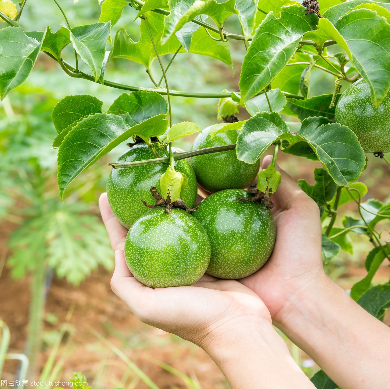 广东百香果种植情况介绍_宾农网